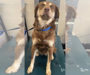 Siberian Husky-Unknown Mix Dogs for adoption in Mobile, AL, USA