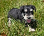 Small #9 Schnauzer (Miniature)