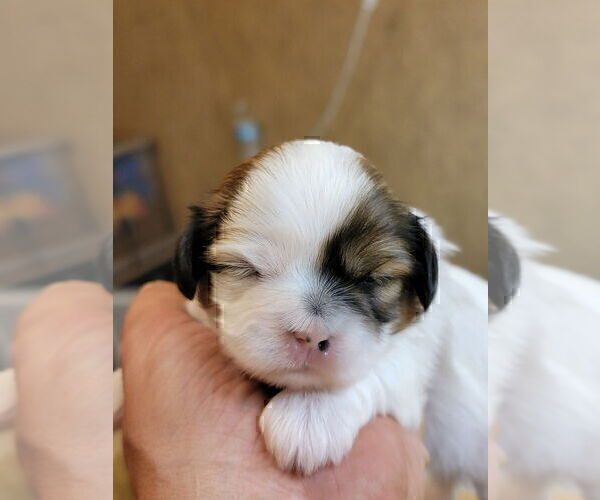 Medium Photo #3 Shih Tzu Puppy For Sale in FANNING SPGS, FL, USA