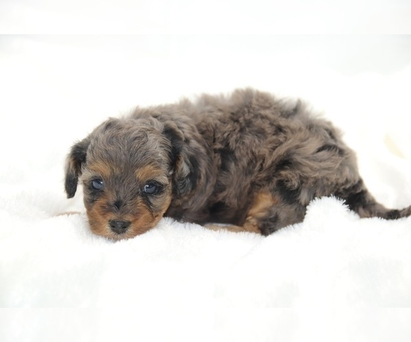 Medium Photo #30 Cockapoo Puppy For Sale in RIPLEY, TN, USA