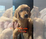 Small Photo #2 Golden Retriever Puppy For Sale in HILMAR, CA, USA