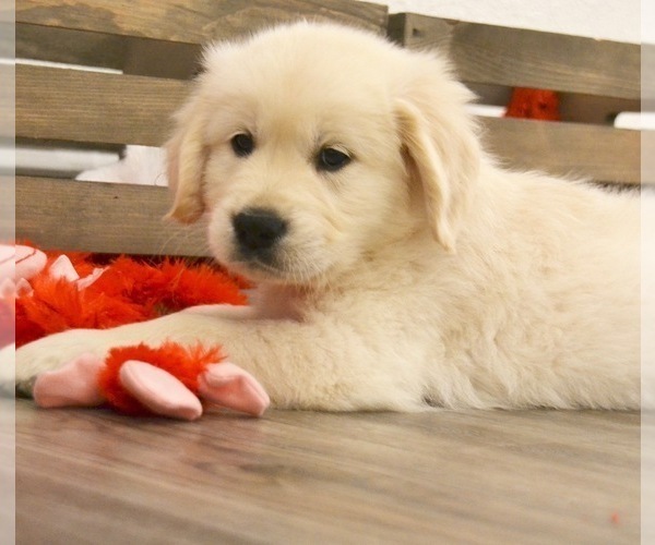 Medium Photo #4 Golden Retriever Puppy For Sale in SUFFOLK, VA, USA