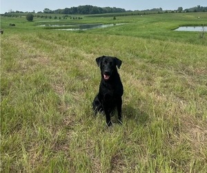 Father of the Labrador Retriever puppies born on 06/02/2026