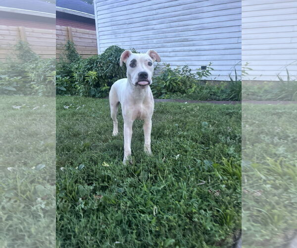 Medium Photo #6 Boxer-Unknown Mix Puppy For Sale in Germantown, OH, USA