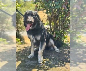 Scar OS - Male German Shepherd Dog Dog for Adoption - Photo #4