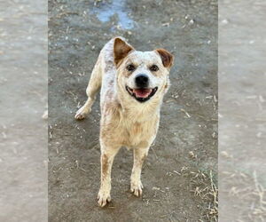 Mutt Dogs for adoption in Riverside, CA, USA