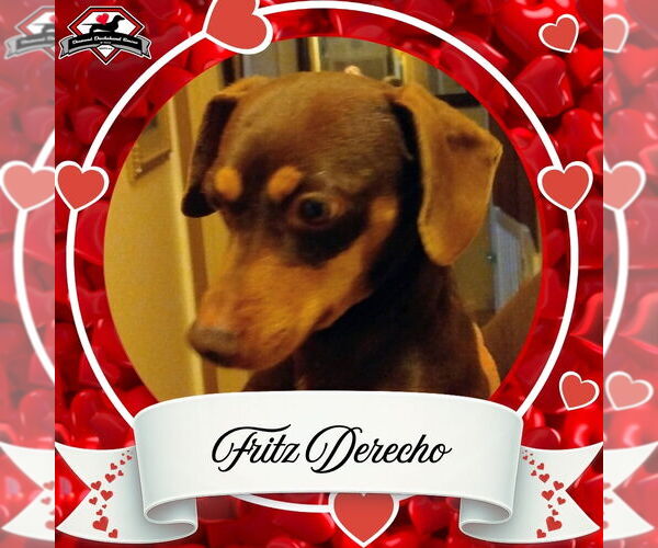 Medium Photo #2 Dachshund Puppy For Sale in San Antonio, TX, USA