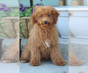 Goldendoodle (Miniature) Puppy for sale in ITASCA, TX, USA