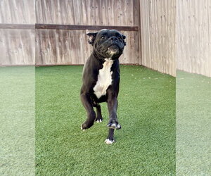 Boxer Dogs for adoption in Dumont, NJ, USA