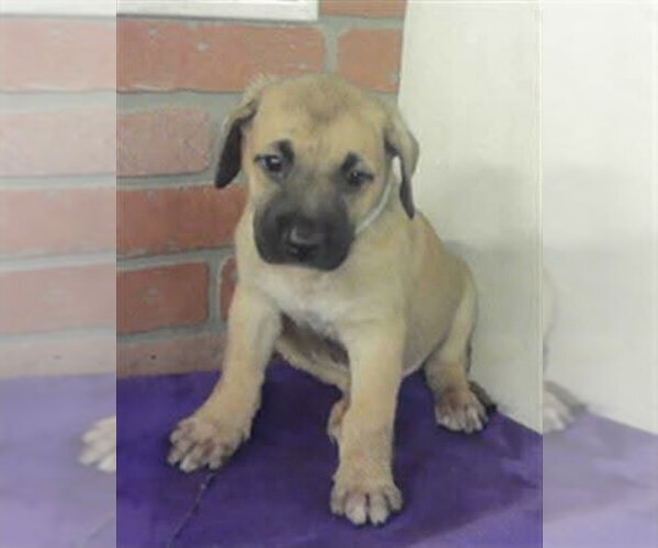 Medium Photo #2 American Staffordshire Terrier-Labrador Retriever Mix Puppy For Sale in Lakewood, CO, USA