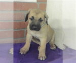 Small #1 American Staffordshire Terrier-Labrador Retriever Mix