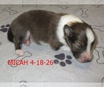 Small #3 Shetland Sheepdog