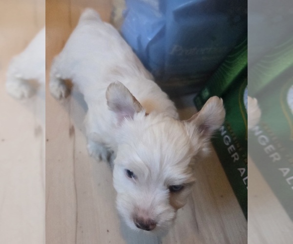 Medium Photo #3 Biewer Yorkie Puppy For Sale in MILWAUKIE, OR, USA