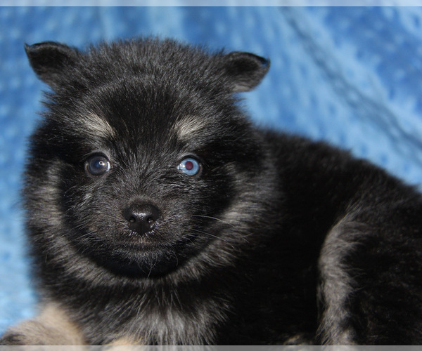 Medium Photo #3 Pomsky Puppy For Sale in DENTON, TX, USA
