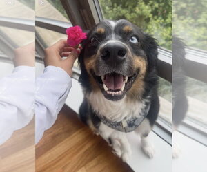 Australian Shepherd Dogs for adoption in Tenafly, NJ, USA