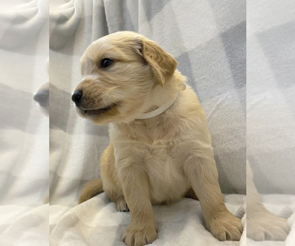 Medium Photo #7 Golden Retriever Puppy For Sale in BUTNER, NC, USA
