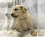 Small Photo #7 Golden Retriever Puppy For Sale in BUTNER, NC, USA