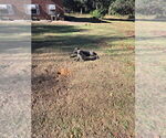 Small #10 Cane Corso