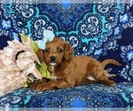Small Photo #2 Miniature Labradoodle Puppy For Sale in QUARRYVILLE, PA, USA