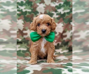 Cavachon-Poodle (Miniature) Mix Puppy for sale in BIRD IN HAND, PA, USA
