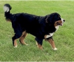 Small Photo #1 Bernese Mountain Dog Puppy For Sale in AMANA, IA, USA