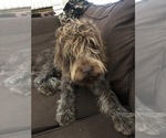 Small Photo #4 Wirehaired Pointing Griffon Puppy For Sale in CANYON LAKE, TX, USA