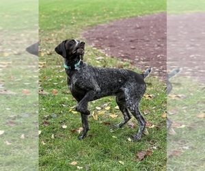 Father of the German Shorthaired Pointer puppies born on 04/15/2024