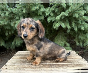Dachshund Dog for Adoption in MIDDLEBURY, Indiana USA