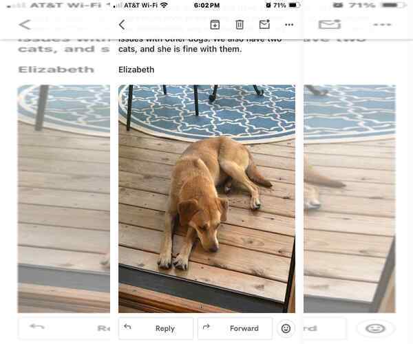 Medium Photo #10 Golden Retriever-Greyhound Mix Puppy For Sale in Middlesex, VT, USA