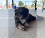Small #7 Miniature Australian Shepherd