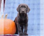 Small Photo #3 Labrador Retriever Puppy For Sale in ELLIOTTSBURG, PA, USA