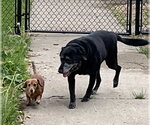 Small #1 Labrador Retriever