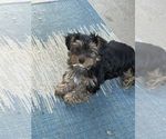 Small #2 Yorkshire Terrier