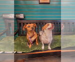 Small #1 Dachshund Mix