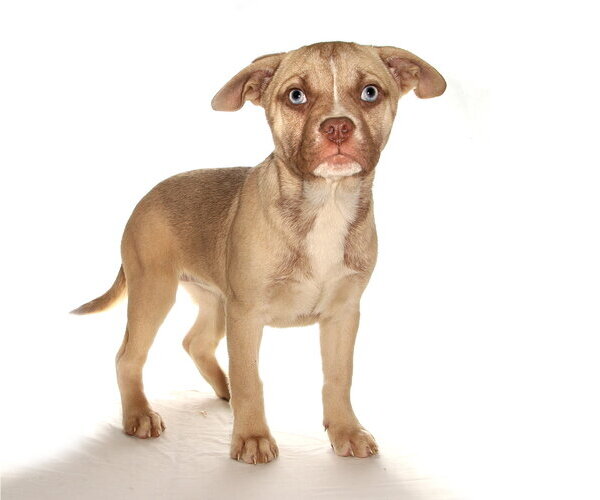 Medium Photo #2 French Bulldog-Siberian Husky Mix Puppy For Sale in Oakland Park, FL, USA
