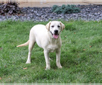 Wanda - Female Labrador Retriever Puppy for Sale - Photo #3