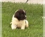 Small #11 Newfoundland