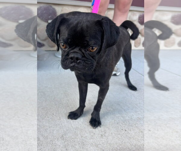 Medium Photo #4 Pug-Unknown Mix Puppy For Sale in Grafton, WI, USA