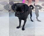 Small Photo #4 Pug-Unknown Mix Puppy For Sale in Grafton, WI, USA