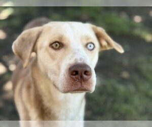 Labrador Retriever-Unknown Mix Dogs for adoption in Tulsa, OK, USA
