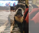 Small #18 Boxer Mix
