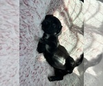 Puppy Light Pink Dachshund