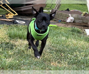 Nugget - Male Pug-Unknown Mix Dog for Adoption - Photo #3