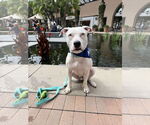 Small #1 American Pit Bull Terrier-American Staffordshire Terrier Mix