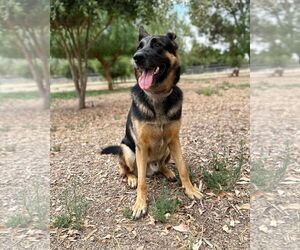 Trapper - Male German Shepherd Dog Dog for Adoption - Photo #4