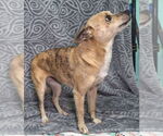Small #2 Chihuahua Mix