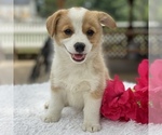 Small Photo #3 Pembroke Welsh Corgi Puppy For Sale in GAP, PA, USA