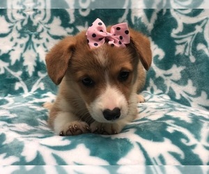 Pembroke Welsh Corgi Puppy for sale in LAKELAND, FL, USA
