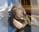 Small #8 Labradoodle