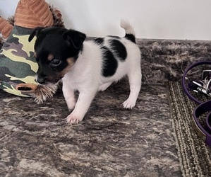 Jack Russell Terrier Puppy for sale in BELLE, MO, USA
